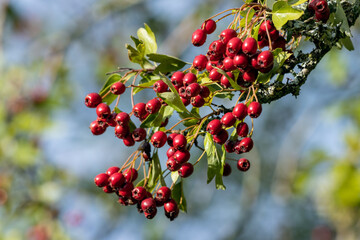 Bright red berries on an Hawthorn tree in late summer