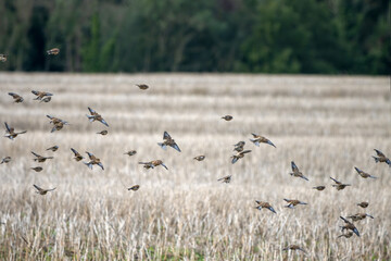 Fototapeta na wymiar Common Linnets (Linaria cannabina) in flight over a recently harvested rape field