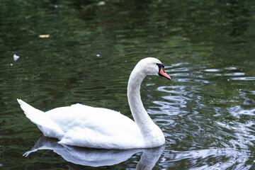 Fototapeta premium Mute Swan