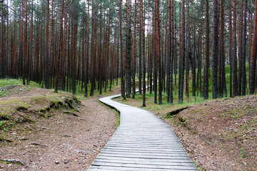 A wooden trail for walking in a summer pine forest in Latvia