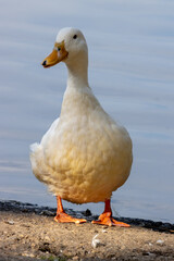 White duck by the edge of  Hedgecourt Lake near East Grinstead
