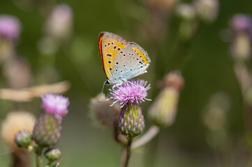 Large copper (Lycaena dispar) nagy tűzlepke 