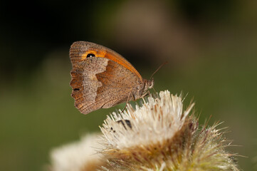 Meadow brown nagy ökörszemlepke (Maniola jurtina)1
