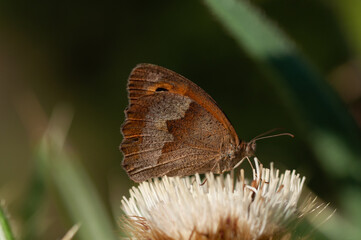 Meadow brown nagy ökörszemlepke (Maniola jurtina)1