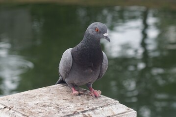 Close up A dove bird disabled legs was standing on fence in a park.