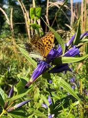 Butterfly sitting on gentian flowers