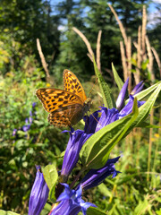 Butterfly sitting on gentian flowers