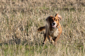 Dog running through a recently harvested wheat field near East Grinstead