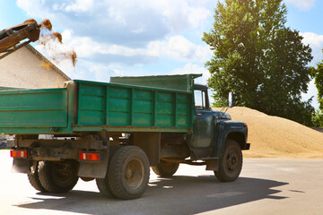 Processing of grain after harvesting. Grain cleaning machine, loads grain into the back of a truck.