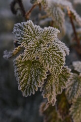 Beautiful Frosted Nettles in Warm Sunrise Light, Ireland