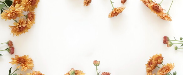 Orange chrysanthemum flowers isolated banner on white background top view. Floral card. Autumn flowers.