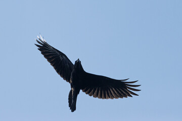 black raven flying on the blue sky