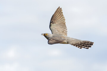 cuckoo spreads its wings flying across the sky