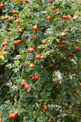 Dog Rose (Rosa canina) hips growing wild in summertime near Midhurst