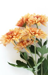 Autumn flowers background.Orange chrysanthemum flowers isolated on white background top view. Floral card. Poster. 