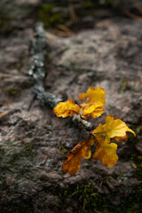 Small branch of oak tree with yellow autumn leaves on granite stone