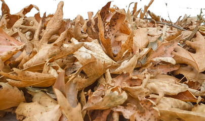 leaves pile dry in autumn season