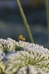 Fly on Frozen Nettle at Sunrise