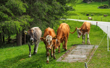 Glückliches Rindvieh auf den Almen in Tirol