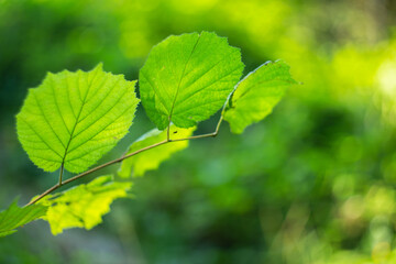 Green hazel leaves in warm sunlight with beautiful bokeh background. 
