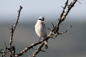 Red-backed shrike on the branch. Black stripe on the eyes. Portrait of a bird