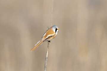 A whiskered tit sits on a reed. The background is blurred. A life-size portrait of a little bird.