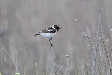 Saxicola rubicola sits on the field grass. Beautiful portrait of a black and white bird.