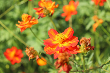 orange flower in the garden   cosmos