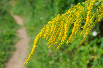 Yellow branch of solidago virgaurea