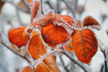 Beautiful winter image - close up of frozen tree branch and bright orange leaves covered with rime...