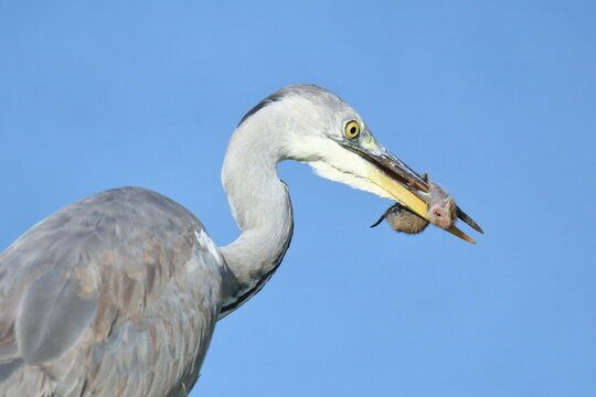 Grey heron caught small vole on the meadow