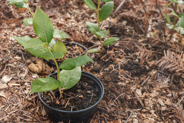 Blueberry Seedling in Pot in the Soil . Growing Blueberries Bushes. Planting Small Young Blueberry Bush in the Garden.