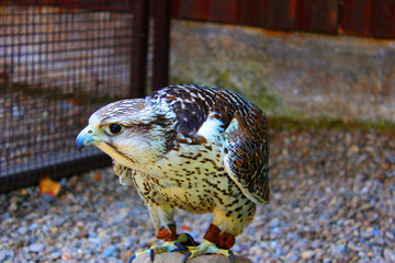 Faucon sur un perchoir à la Volerie des Aigles 