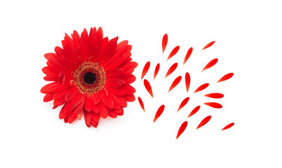 Flower of red Gerbera with petals isolated on white	