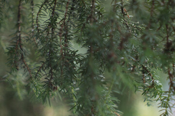 branches of a juniper tree