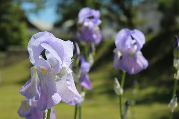 purple iris flower
