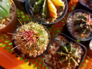 Beautiful hairy cactus family red feathered mammals yellow feathers goat hair cat fur