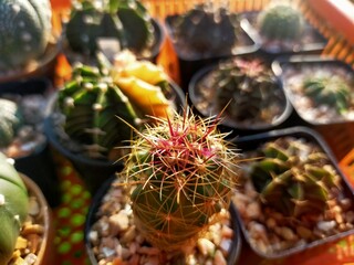 Beautiful hairy cactus family red feathered mammals yellow feathers goat hair cat fur