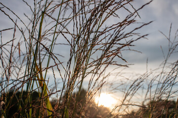dry grass in the morning