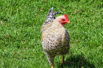 Chicken walking on the grass