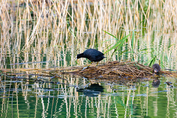 The Eurasian coot (Fulica atra), also known as coot