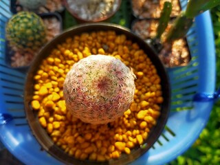 Beautiful colored head renno cactus