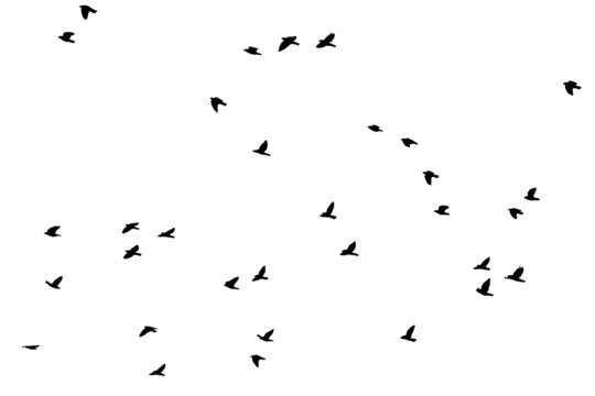 flock of birds flying silhouette vector