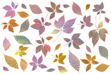 Fototapeta na wymiar Autumn leaves in futuristic metallic colors. Clip art on white background