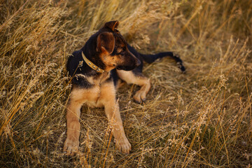 German shepherd lying in dry grass