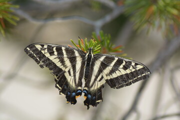A close up photo of a Papilio machaon, the Old World swallowtail sitting on the pine tree needles at Tenaya lake, California, USA