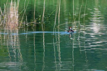 Great crested grebe (Podiceps cristatus)