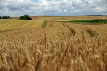 Rural landscape - wheat field. Field of gold wheat in summer sun, white clouds in blue sky.