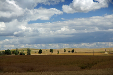 Rural landscape - wheat field. Field of gold wheat in summer sun, white clouds in blue sky.