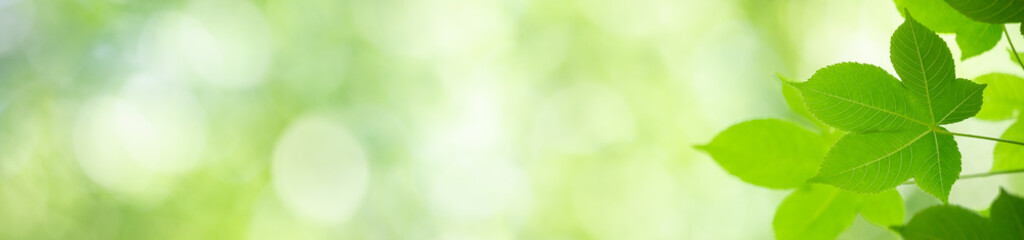 Nature of green leaf in garden at summer. Natural green leaves plants using as spring background cover page greenery environment ecology wallpaper